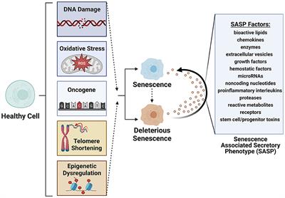 The potential for senotherapy as a novel approach to extend life quality in veterinary medicine